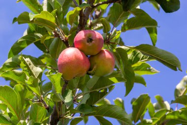 Sonbahar günü. Kırsal bahçe. Çerçevede olgunlaşmış kırmızı elmalar bir ağaçta. Ukrayna 'da fotoğraflanmış yağmur yağıyor.,