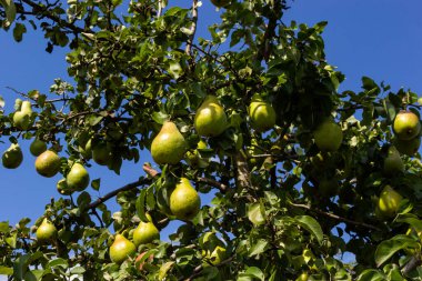 Armut ağacı Pyrus komünisi. Bahçedeki bir ağaçta olgun armutlar. Kapat..