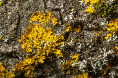Üzerinde liken yetişen bir ağacın kabuğunun ayrıntıları.
