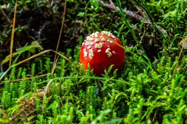 Kızıl Vahşi Amanita Mushroom. Vahşi doğada yetişen kırmızı bir Amanita Muscaria mantarı..