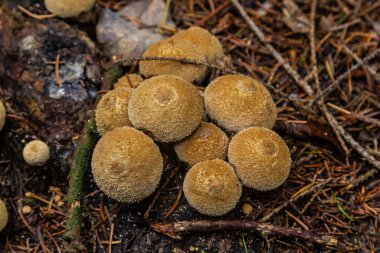 Lycoperdon şemsiyesi yenilebilir bir tütsülenmiş mantardır..