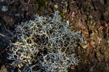 Cladonia Rangiferina 'nın yakın plan görüntüsü. Ren geyiği yosunu olarak da bilinir..