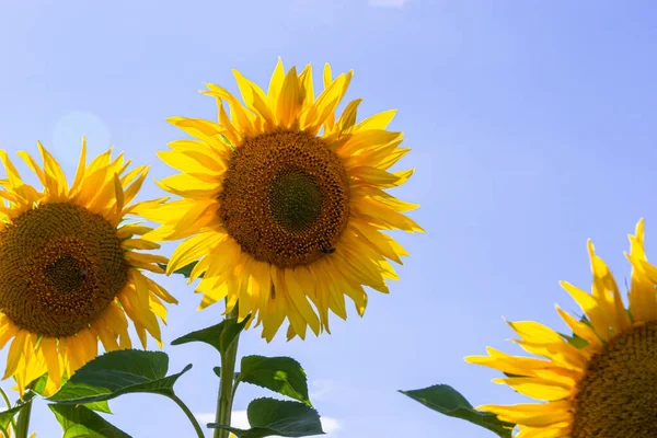 Bulutlu mavi gökyüzü ve parlak güneş ışıkları üzerinde ayçiçeği tarlası.