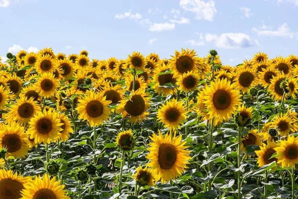 Sunflowers are Growing on the Big field. Wonderful panoramic view field of sunflowers by summertime. Long rows of nice yellow sunflower in the field under the blue sky. Black sunflower seeds.