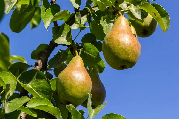 Pear tree. Pear green garden with fruit. Natural environment, outdoors.