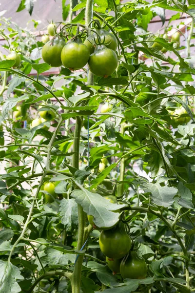 Çalılıklarda bir demet yeşil domates. Domatesler bahçede olgunlaşır. Yeşil domatesli Bush. Çalılıkta bir sürü domates var..