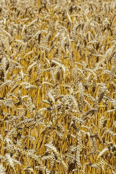 Grains on the field, redy for harvest, golden wheat in the sun. Fields full of cereals. Golden Ripe grain, Yellow, golden background. Landscape of fields full of grains.