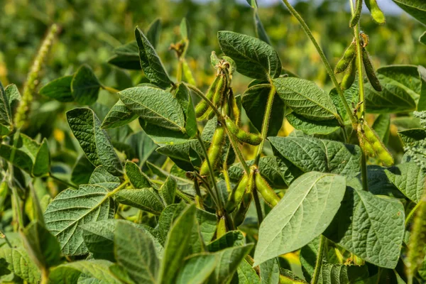 Yazın ortasında bir tarlada soya fasulyesi yetiştirirken..