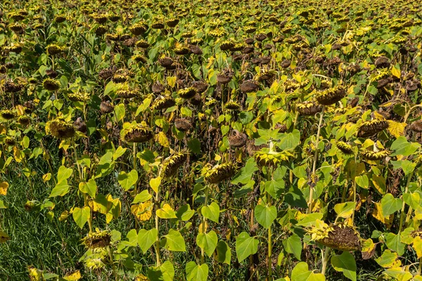 Closeup Dried Ripe Sunflowers Sunflower Field Awaiting Harvest Sunny Day — Stock Photo, Image