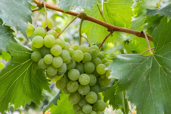 Ripe Grapes Grow Bushes Bunch Grapes Harvest — Foto Stock