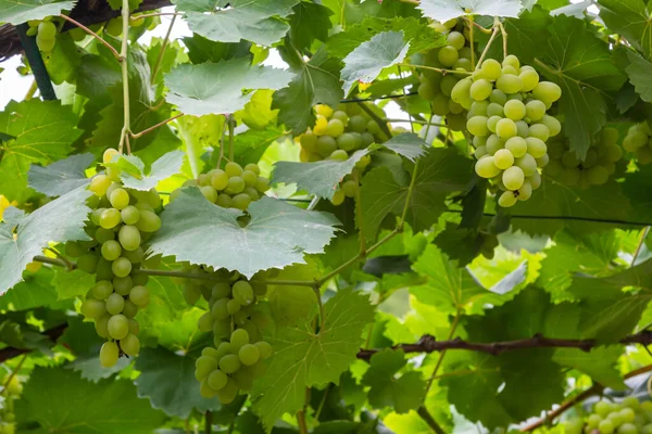 Ripe Grapes Grow Bushes Bunch Grapes Harvest — Stockfoto