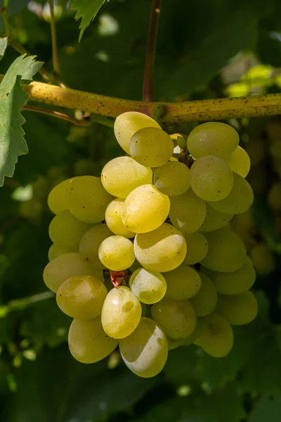 Ripe Grapes Grow Bushes Bunch Grapes Harvest — ストック写真