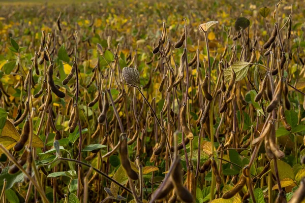 Soya fasulyesi makrosu. Soya fasulyesi hasadı, tarım baklagilleri. Soya fasulyesi tarlası - kuru soya kabuğu.