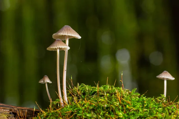 Mushroom Mycena Galopus Grows Green Moss Forest — Stock Photo, Image