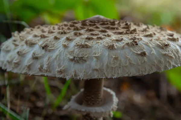 以太阳光为背景的森林中美丽的伞形蘑菇 大丽花 — 图库照片