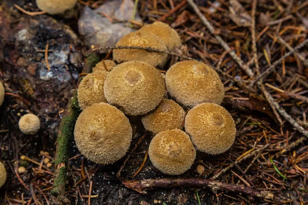 Lycoperdon Umbrinum 은먹을 수있는 퍼프볼 버섯으로 매크로 사진을 놓았다 — 스톡 사진