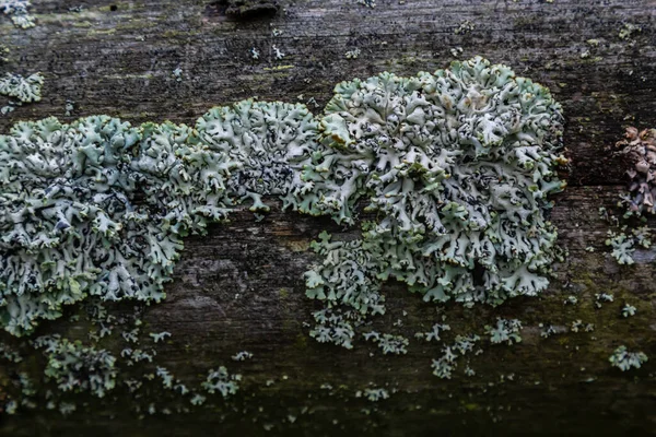Hypogymnia Physodes Monk Hood Lichen Lichen Tree Branch Forest Closeup — Stock Photo, Image
