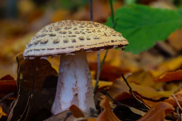Mushroom Amanita Rubescens Grows Forest — стоковое фото