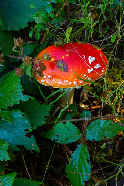 Red Wild Amanita Muscaria Mushroom Red Amanita Muscaria Mushroom Growing — Stock Photo, Image