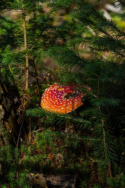 Nahaufnahme Eines Giftigen Amanita Pilzes Der Natur Fliegenpilz Amanita Muscaria — Stockfoto