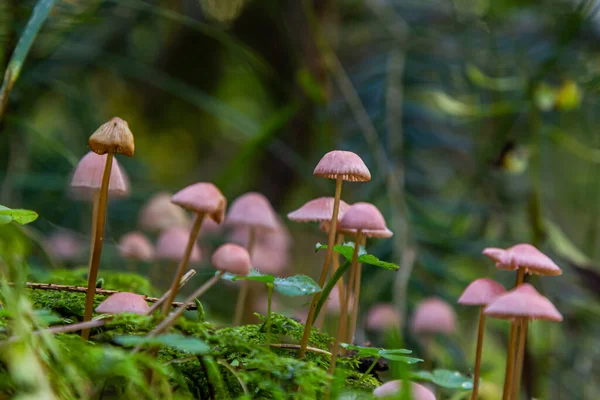 Spruce Ormanı 'ndaki mantarlı Mycena Rosella. Pembe başlık olarak bilinir. Yosun içinde yabani mantarlar büyüyor..