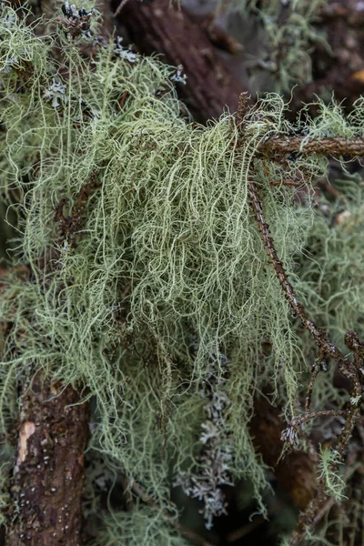 佛罗里达天然生长在火鸡橡树上的乌斯内亚 巴尔巴塔 Usnea Barbata 老人的胡子或胡子苔藓 是一种天然的抗生物 — 图库照片