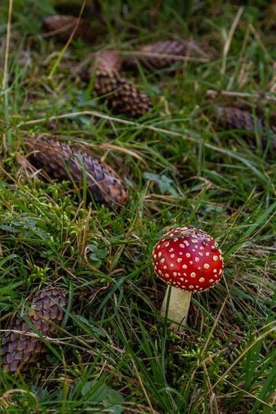 Red Wild Amanita Muscaria Mushroom 입니다 아미타 카리아 야생에서 자라고 — 스톡 사진