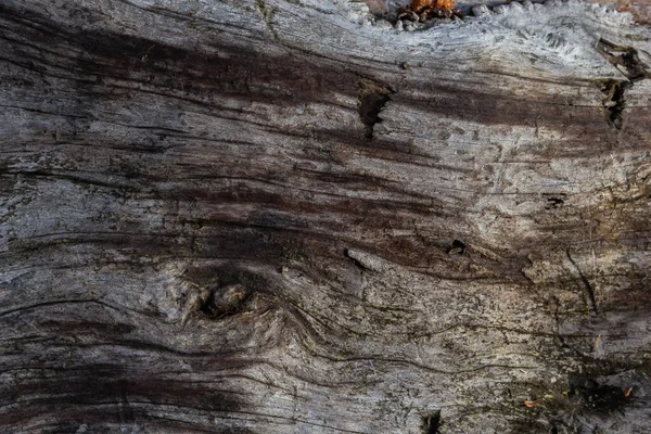 Die Alte Textur Des Trockenen Stumpfes Hintergrund Alter Morscher Baumstumpf — Stockfoto