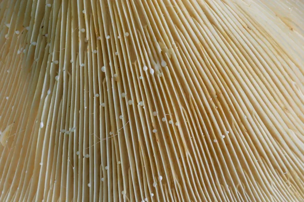 Selektive Fokussierung Nahaufnahme Abstrakter Kappen Von Champignon Pilzunterseiten Nahrungsmittelhintergrund Makrofotografie — Stockfoto