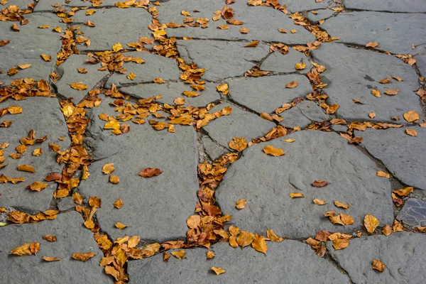 Крупный План Треснувшего Тротуара Покрытого Плоскими Листьями Деревьев Дождём Осенью — стоковое фото