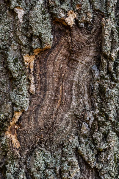Φόντο Φλοιού Δένδρου Καστανή Υφή Του Παλιού Δέντρου — Φωτογραφία Αρχείου