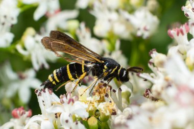 Paranthrene tabaniformis on elder flower close-up. In the natural environment, near the forest in summer.