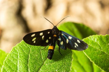 Nine-spotted moth or yellow belted burnet, Amata phegea, formerly Syntomis phegea, macro in weed, selective focus, shallow DOF