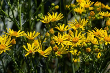 yellow flowering plants of Ragwort, Jacobaea vulgaris early morning on sunny day with blue sky in summer season close up.