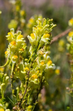 Linaria vulgaris, isimler ortak Toadflax, sarı Toadflax, veya tereyağı-ve-yumurta, yaz aylarında çiçeklenme.