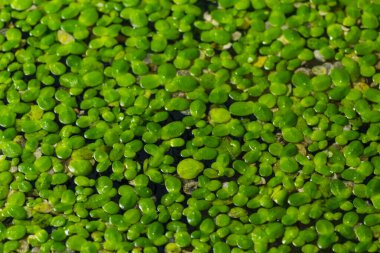 yeşil ördek otu Lemna minör gölette süzülüyor.