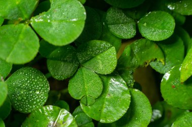 Lucky Irish Four Leaf Clover in the Field for St. Patricks Day holiday symbol. with three-leaved shamrocks.