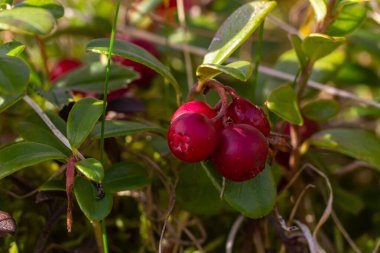 Lingonberry Fireballs - Latince adı - Vaccinium vitis-idaea Fireballs.
