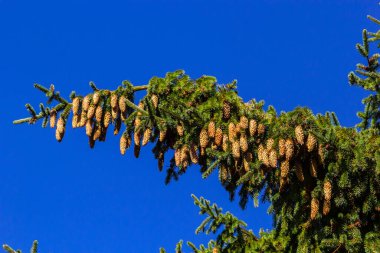 Branches with cones European spruce Picea abies on a background of blue sky. clipart