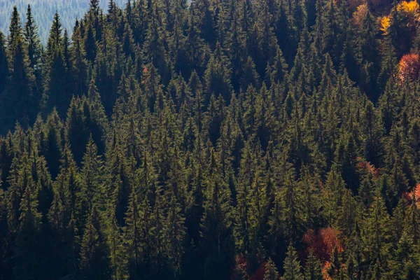 Karpat Dağları Ukrayna Sonbahar Ormanı Arka Planda Sonbahar Yaprakları Sonbahar — Stok fotoğraf