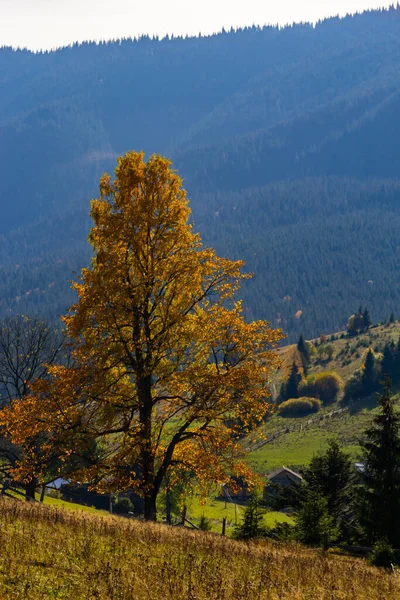 stock image beautiful autumn countryside landscape in Carpathian Mountains, Ukraine.