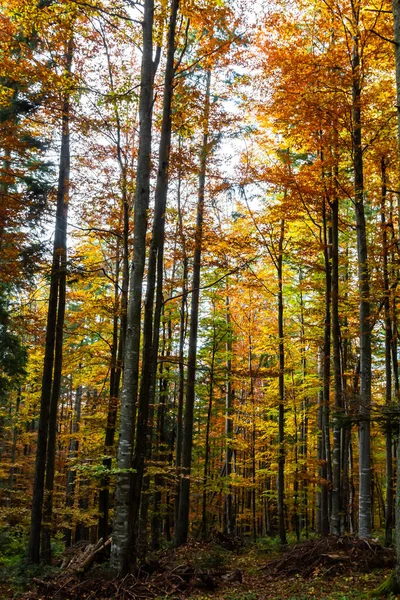 stock image Tall trees of the Carpathian forests, nature reserve in the Carpathians, Ukrainian forests and reserves. Autumn landscape in the forest.