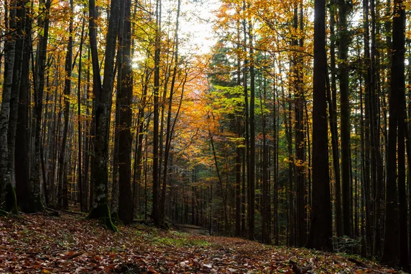 beautiful autumn beech forest. Carpathians in Ukraine. Dovbush rocks.