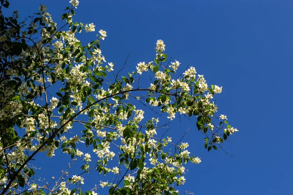 Close Shot Van Ketelvormige Witte Bloemen Met Opvallende Gele Meeldraden — Stockfoto