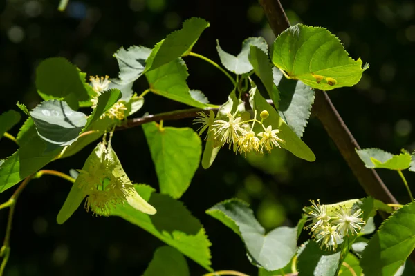 Stock image Linden yellow blossom of Tilia cordata tree small-leaved lime, little leaf linden flowers or small-leaved linden bloom, banner close up. Botany blooming trees with white flowers.