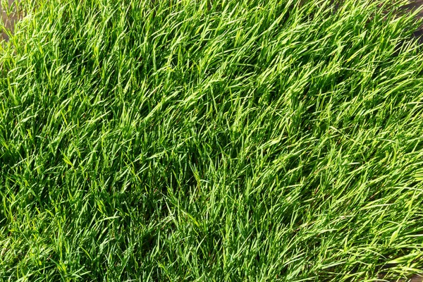 texture green grass on the lawn. Beautiful green background in high quality.