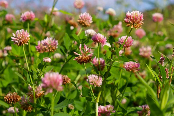 Beautiful white, pink and green floral meadow landscape full of Alsike clover trifolium hybridum. Pale pink and whitish flowers in summer.