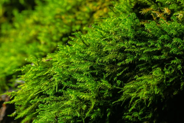 stock image Natural moss in nature. Green moss background texture.