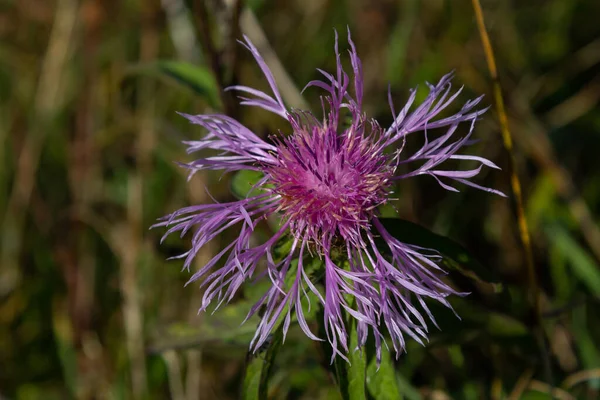 stock image Centaurea jacea blooms in the meadow among wild grasses.