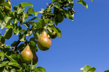 A bunch of pears in the tree. Benefits of pears. Blue sky Background clipart